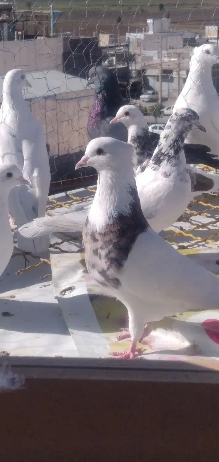 کبوتر گرفته|حیوانات|سرپل ذهاب, |دیوار