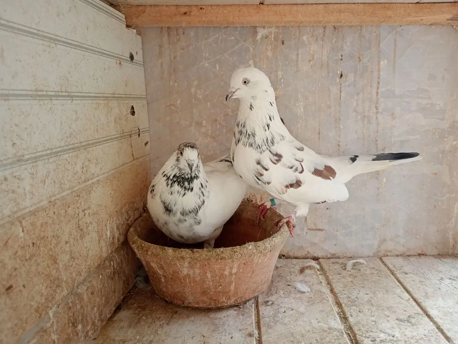 کبوتر گرفته مهرخورده|پرنده|رشت, سیا اسطلخ|دیوار