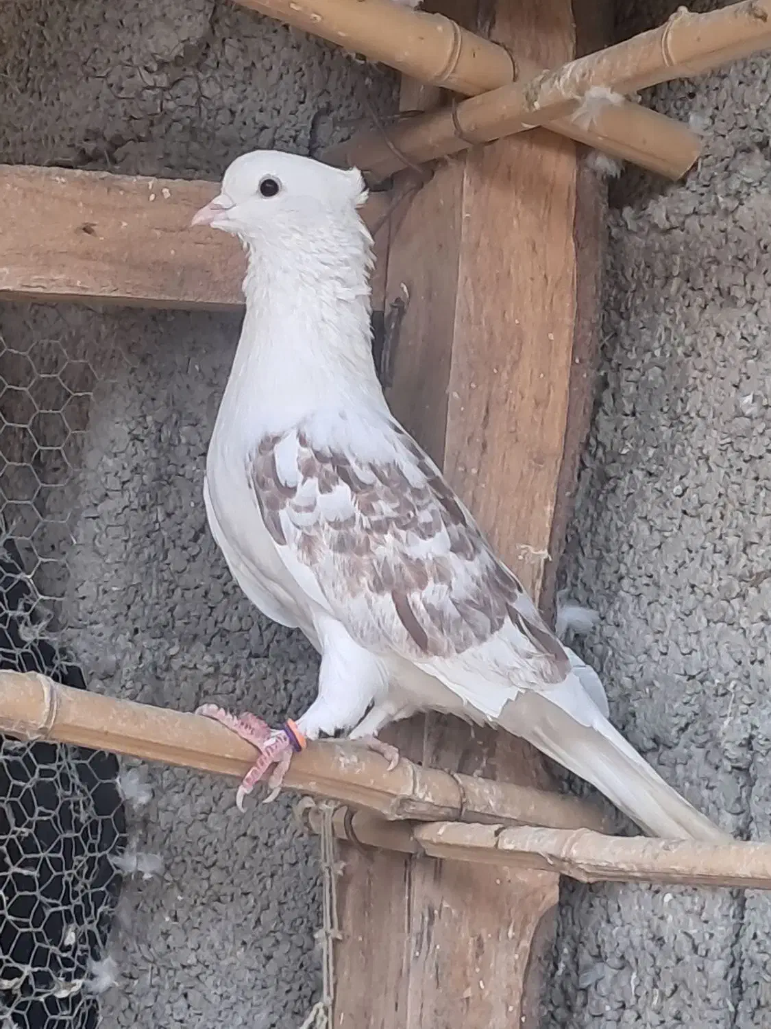 کبوتر نر اث|پرنده|احمدسرگوراب, |دیوار