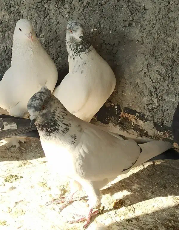 7 عدد کفتر پرشی مطمئن|پرنده|اصفهان, ارغوانیه|دیوار