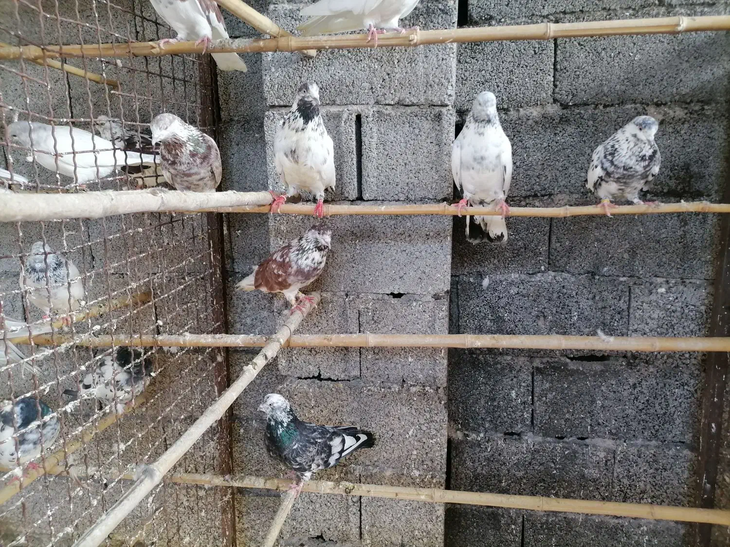 کبوتر پروازی|پرنده|رشت, پیرکلاچای|دیوار