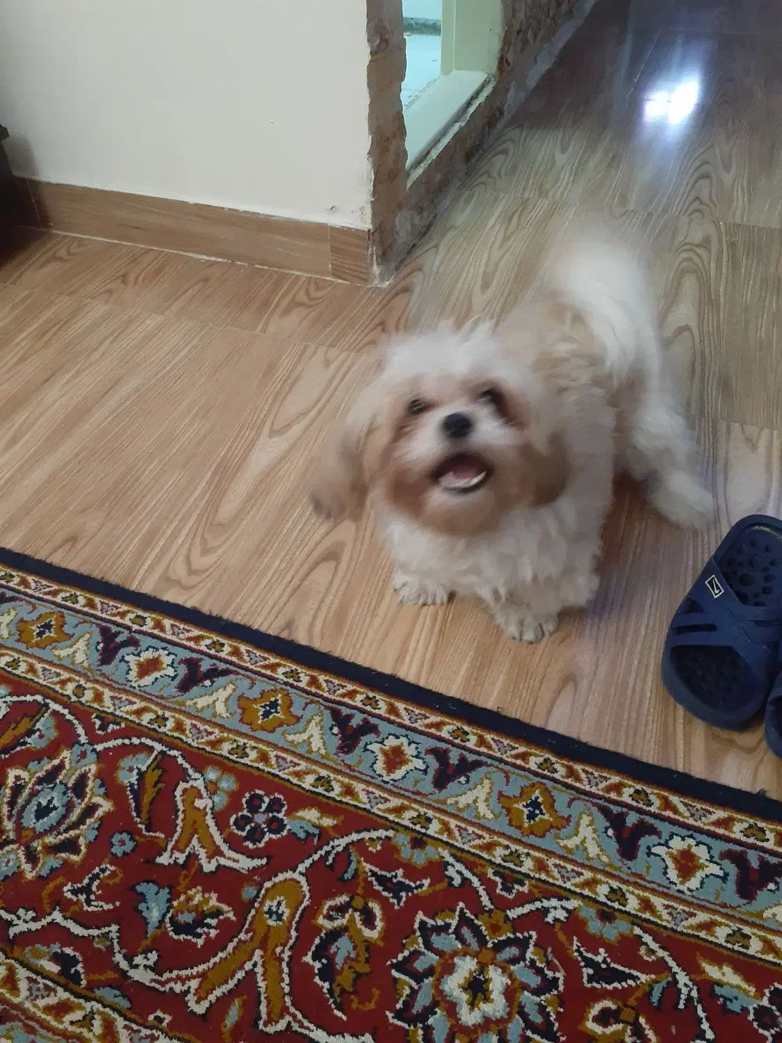 واگذاری ۲عدد سگ خانگی|سگ|تبریز, |دیوار