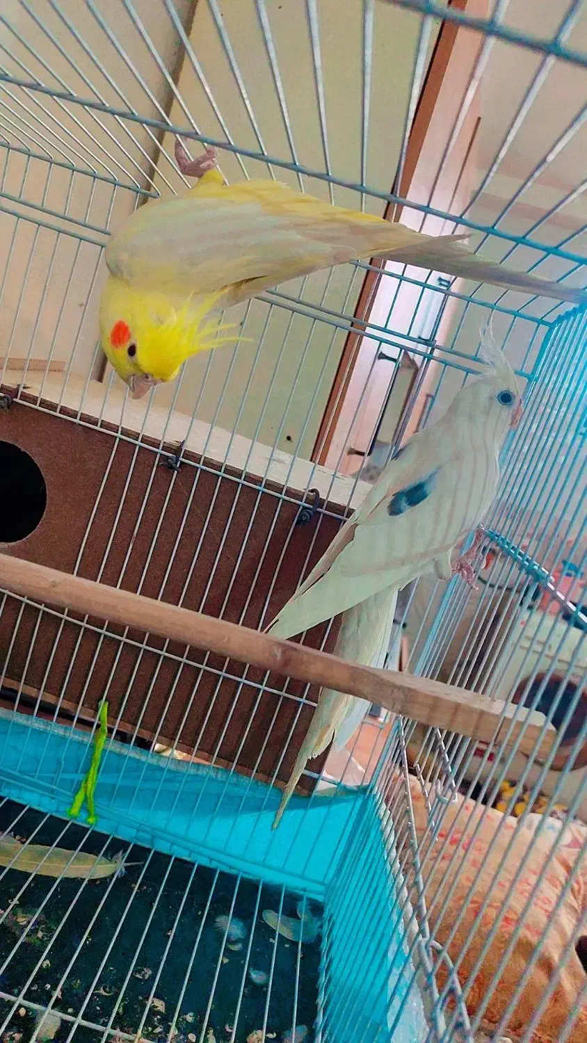 عروس هلندی|پرنده|مینودشت, |دیوار