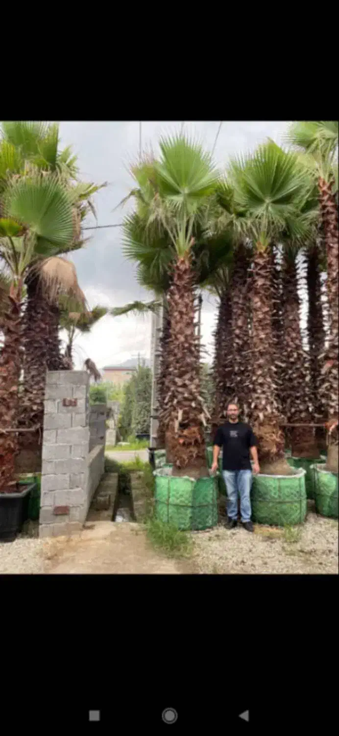 پالم واشنگتن ریشه پرس|خدمات باغبانی و درختکاری|تنکابن, |دیوار