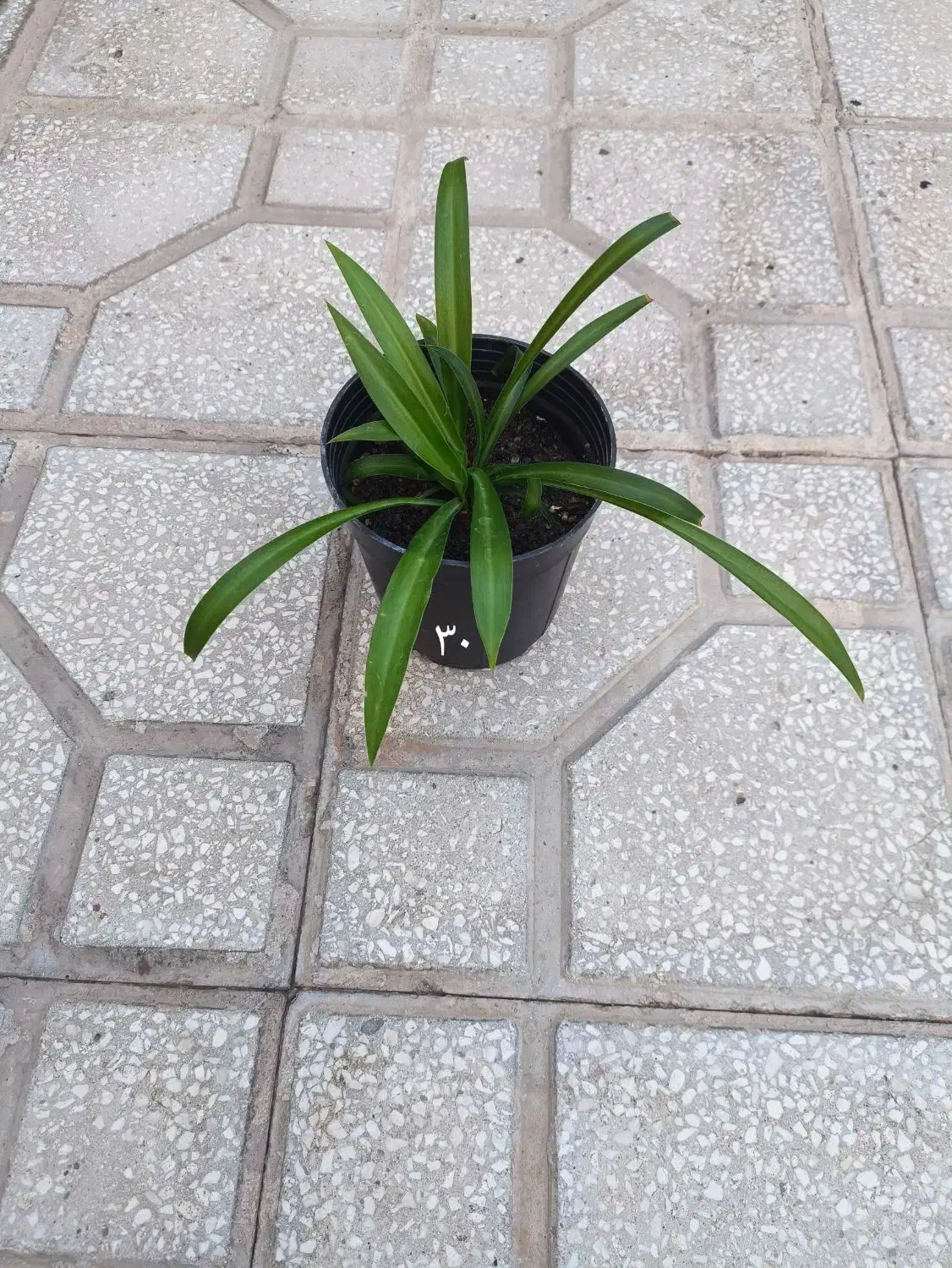 گل گندمی و برگ بیدی بنفش|گل و گیاه طبیعی|سبزوار, باهنر|دیوار