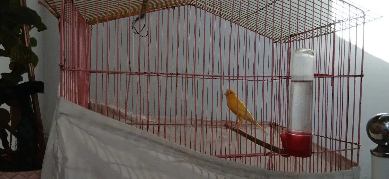 عروس هلندی و قناری نر|پرنده|دره شهر, |دیوار