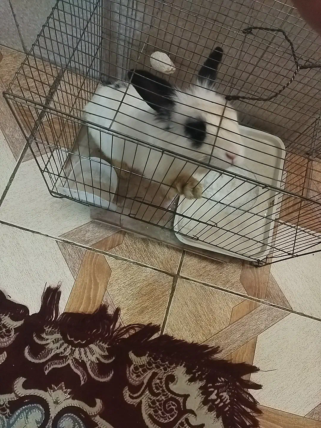 خرگوش لوپ|موش و خرگوش|اسلام‌شهر, مطهری|دیوار