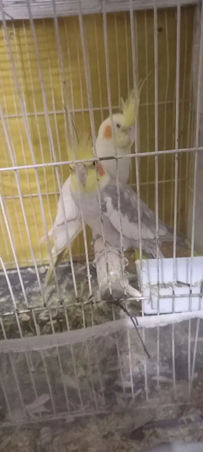 عروس هلندی|پرنده|مشهد, شهید قربانی|دیوار