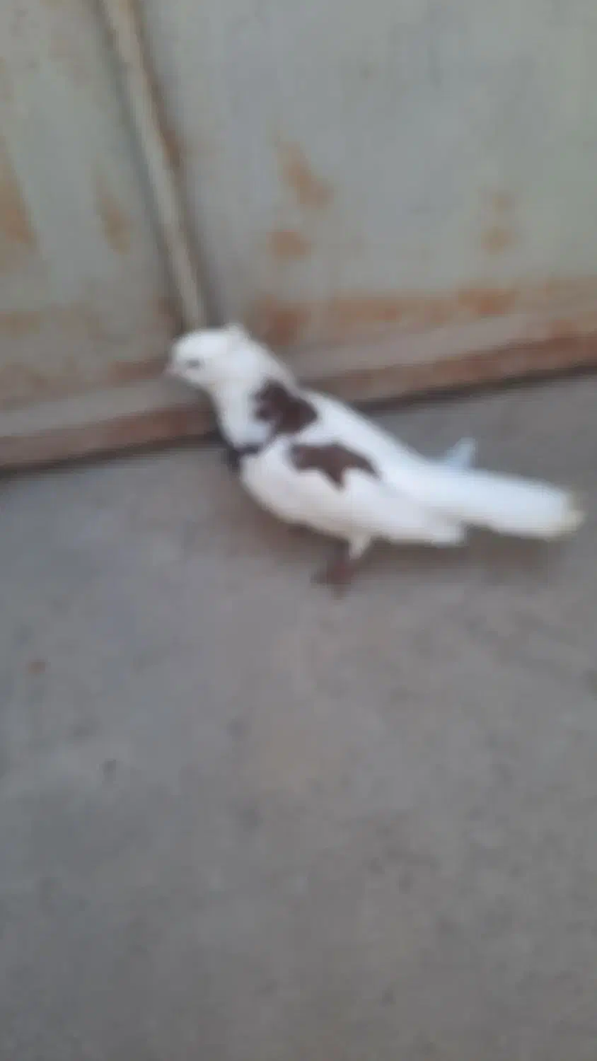 کفتر|پرنده|بافق, |دیوار