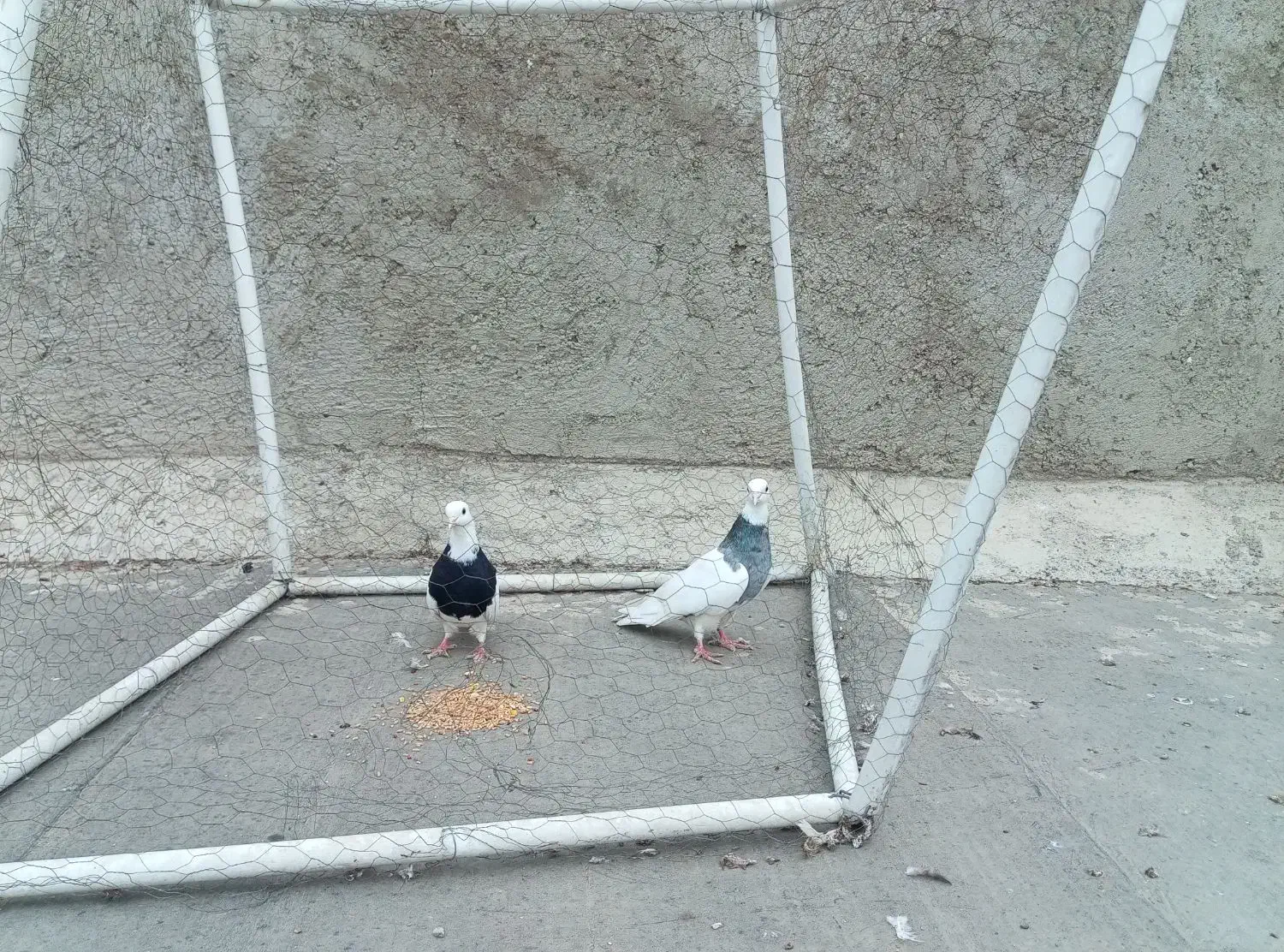 کبوتر رنگی|پرنده|شوشتر, |دیوار