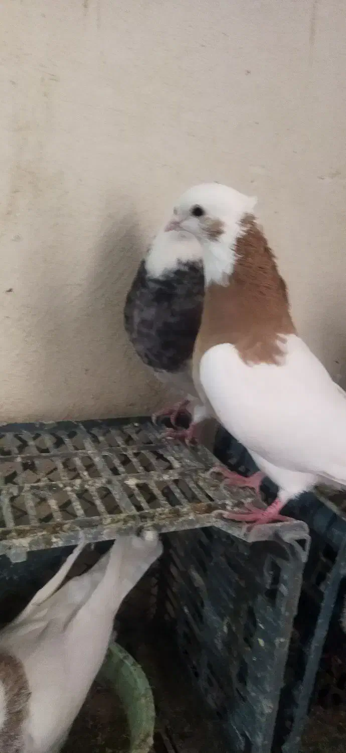 طوقی|پرنده|سارال, |دیوار