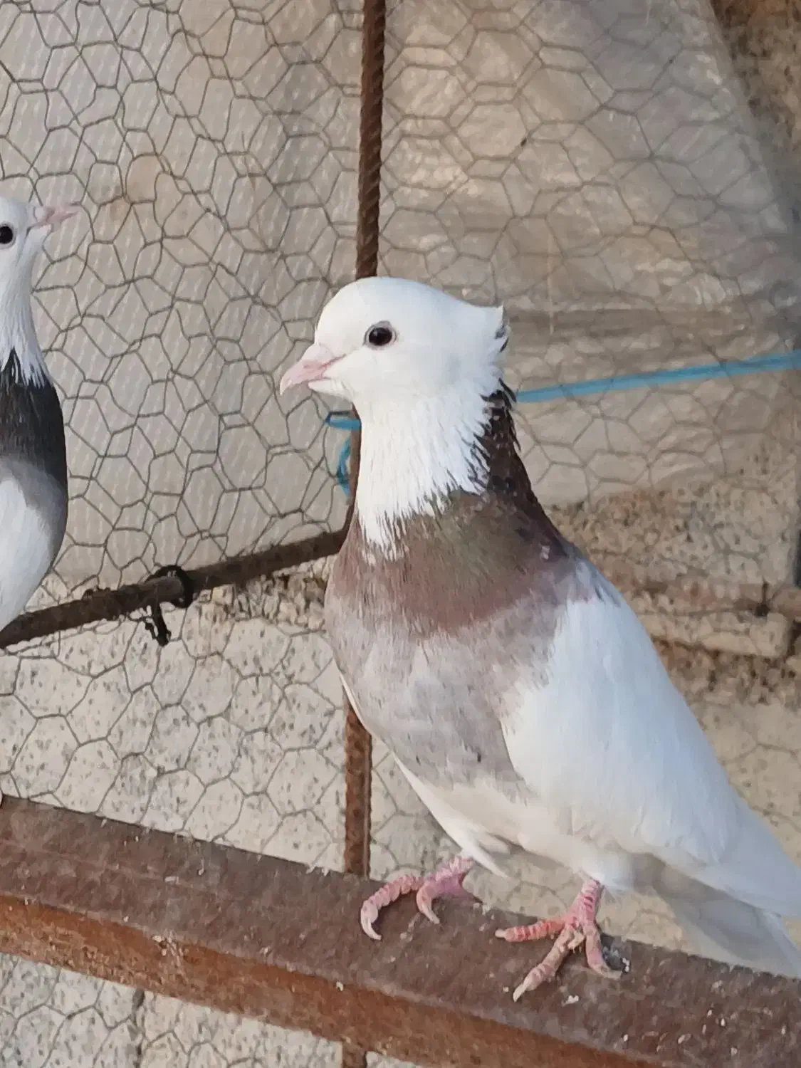 طوقی نر مست|پرنده|هندمینی, |دیوار