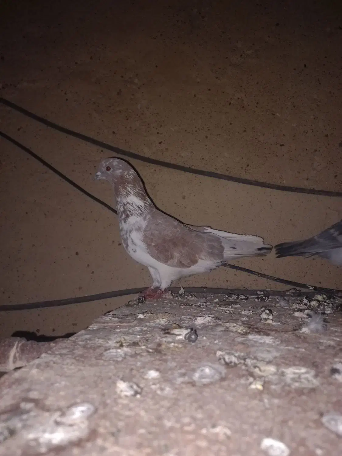 کبوتر|پرنده|مسجد سلیمان, |دیوار