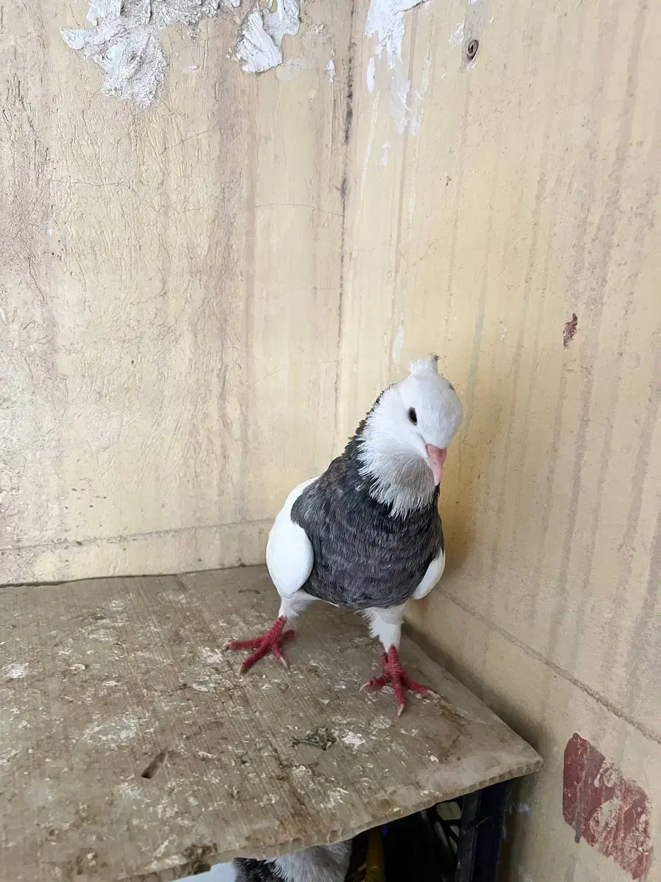 کبوتر طوقی نر|پرنده|خرمشهر, |دیوار