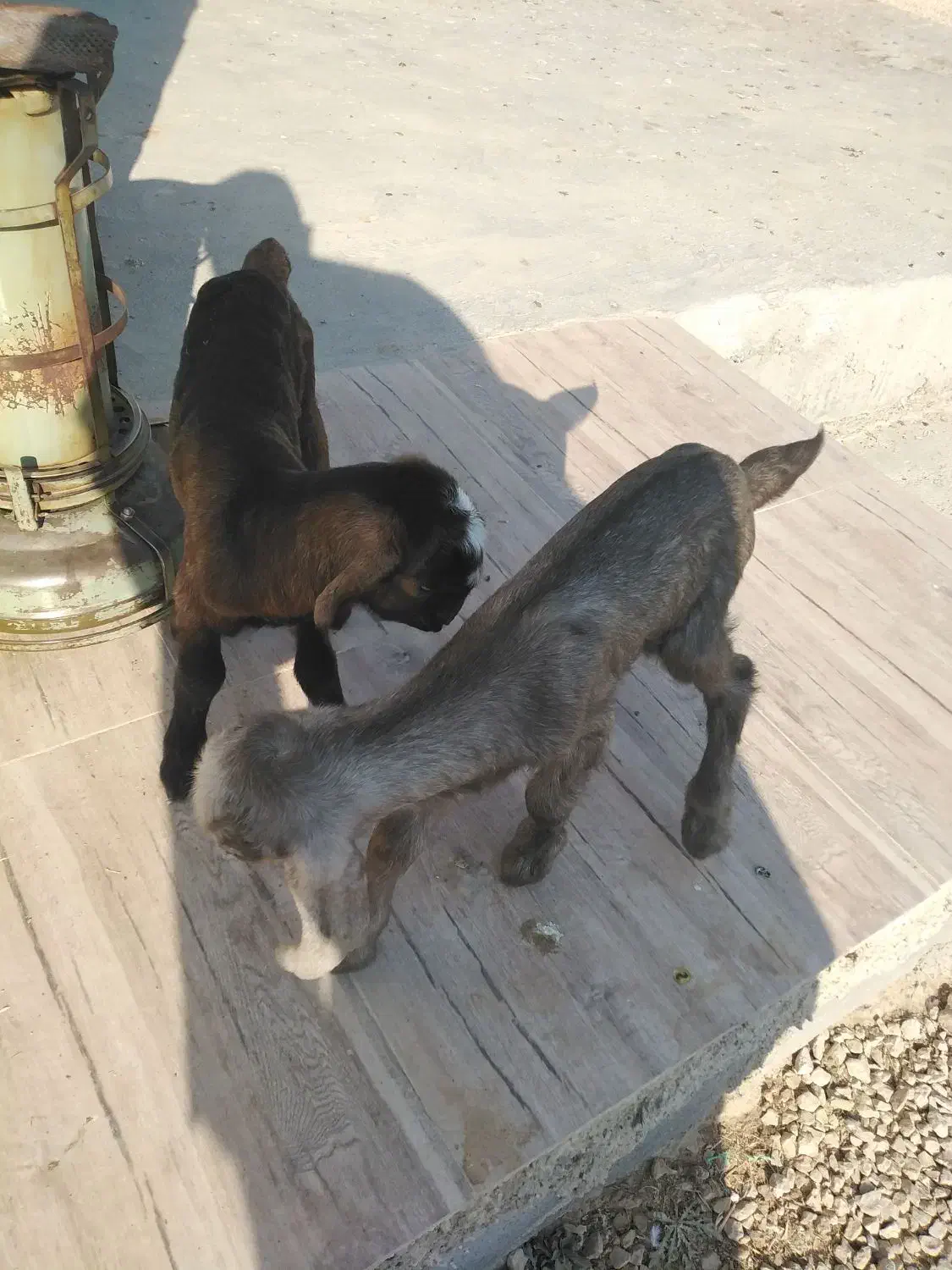 کهره شیری|حیوانات مزرعه|مرودشت, دولت آباد|دیوار