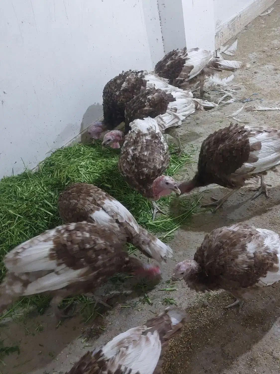 بوقلمون بوربون معاوضه|حیوانات مزرعه|باشت, |دیوار