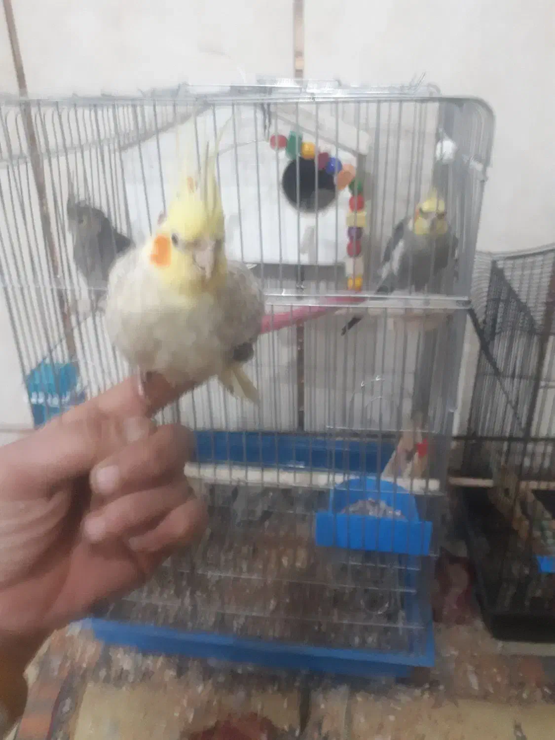 عروس هلندی سخنگو|پرنده|تاکستان, |دیوار