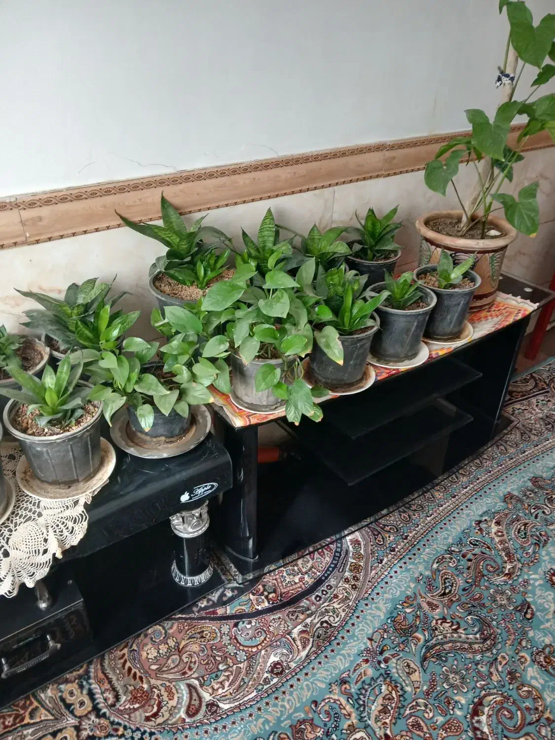 گل های سالم وزیبا|گل و گیاه طبیعی|رامجین, |دیوار