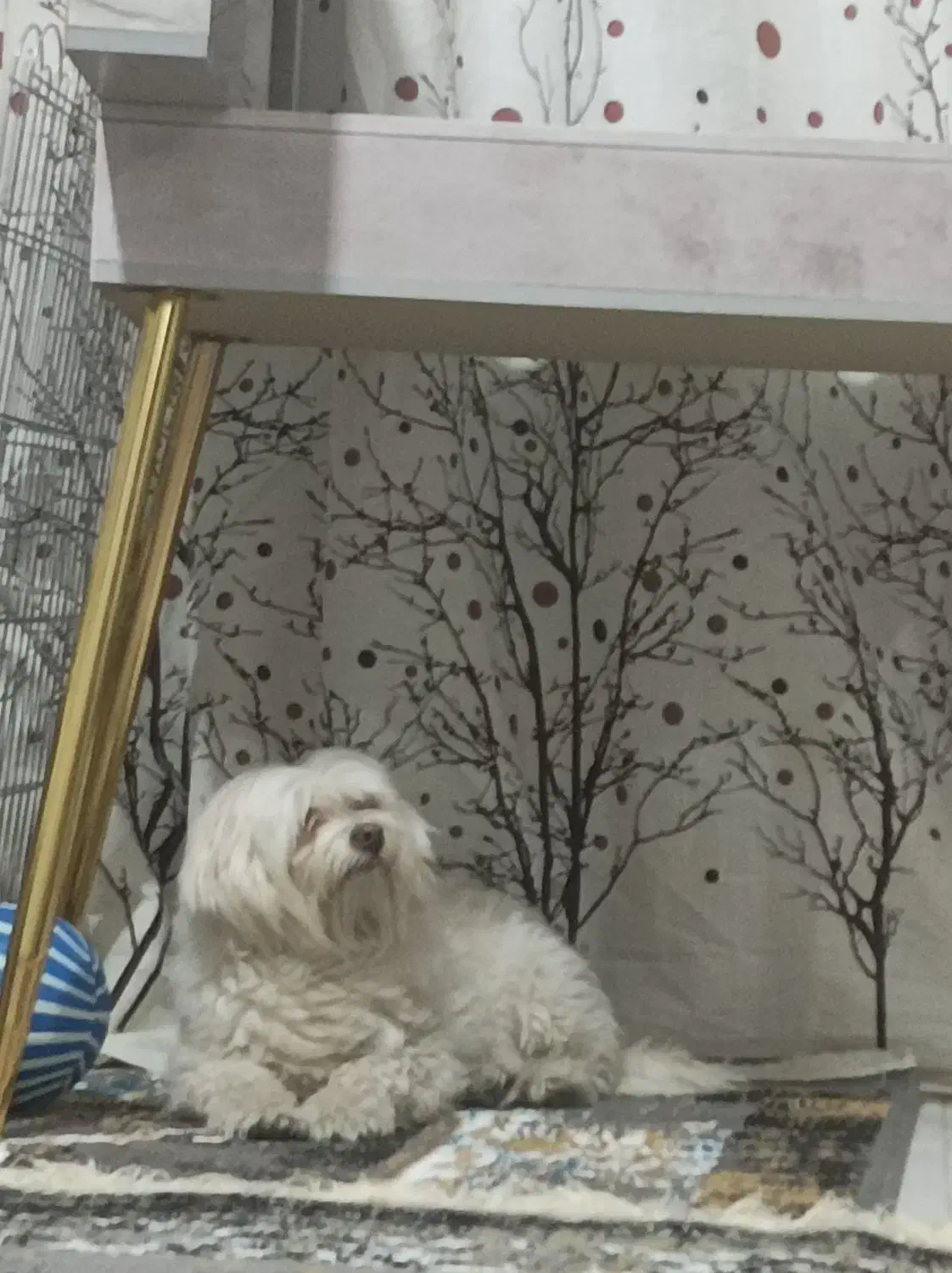 واگذاری دوعددسگ شیتزو|سگ|شیراز, قلعه نو|دیوار