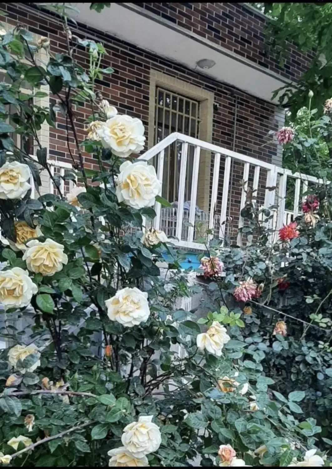 اجاره ویلا  نجوبران بیستون|اجارهٔ کوتاه‌مدت ویلا و باغ|کرمانشاه, |دیوار