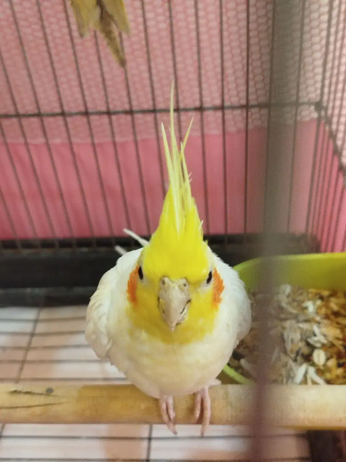 جفت عروس هلندی مولد کارداده سخنگو حلقه پا|پرنده|بومهن, |دیوار