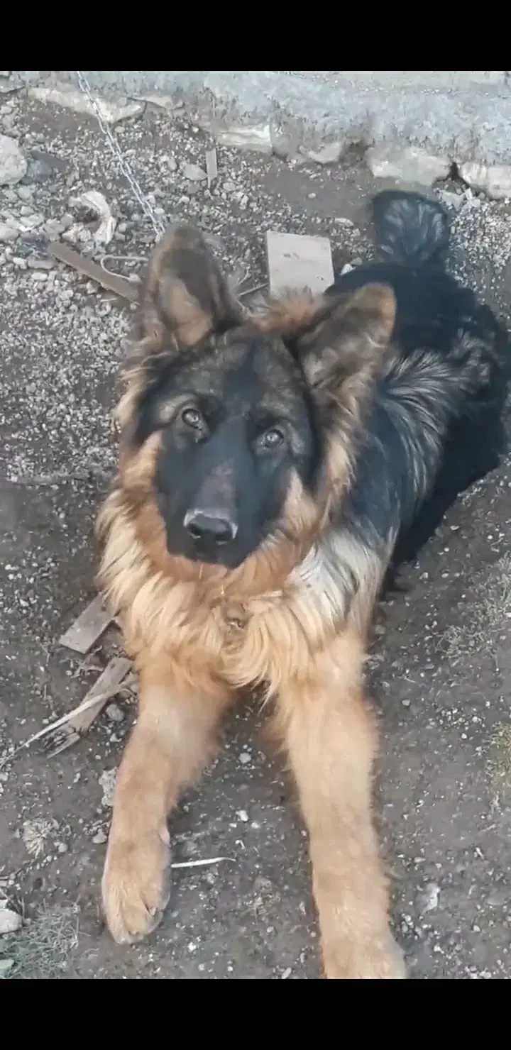 گمشده|حیوانات|ایلام, |دیوار