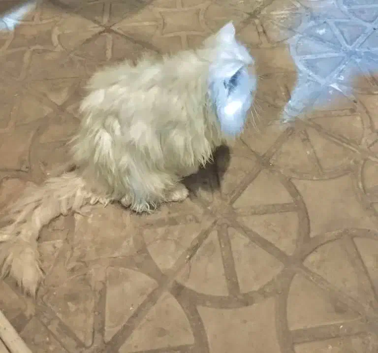 گربه پرشین نر عقیم شده|گربه|کرمان, |دیوار