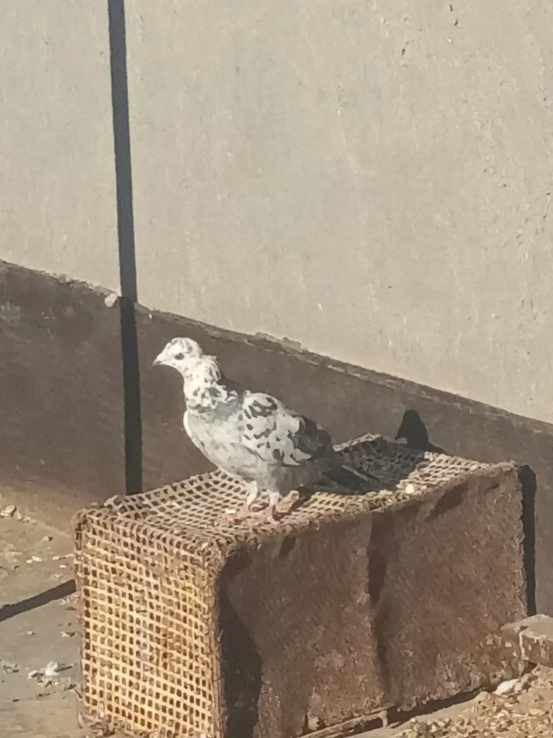 سوسکی پر کش فروشی|پرنده|تربتحیدریه, طالقانی|دیوار