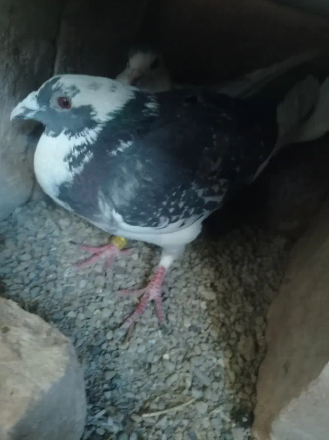 کفتر گوک فروشی|پرنده|ایرانشهر, |دیوار