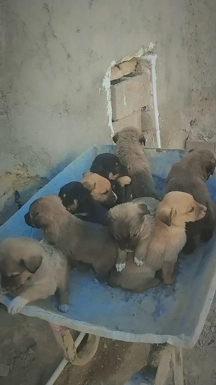 توله سگرگ|سگ|سراوان, |دیوار