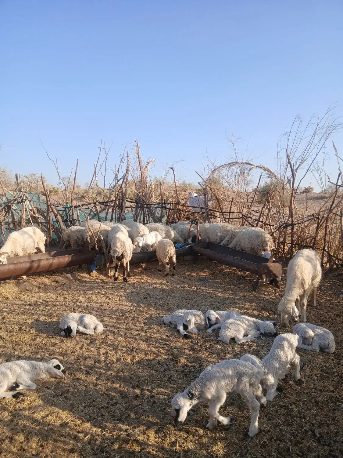 معاوضه‌با‌تراکتور|حیوانات مزرعه|رودبار (کرمان), |دیوار