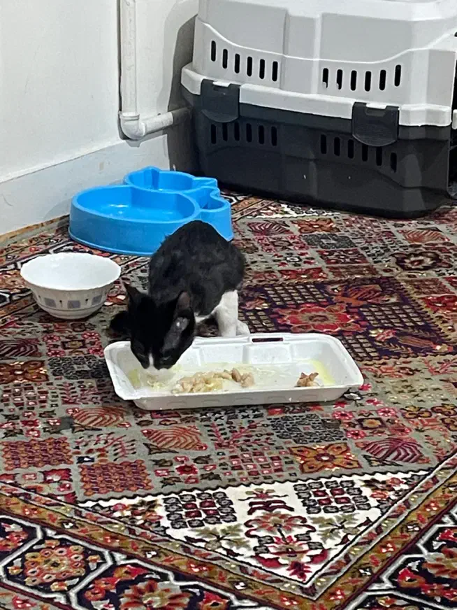 واگذاری گربه تاکسیدو|گربه|اهواز, نادری|دیوار