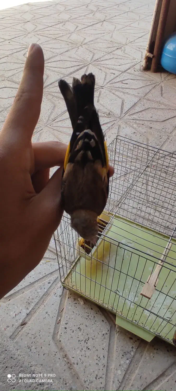 سهره جوجه قفس|پرنده|کرمانشاه, |دیوار