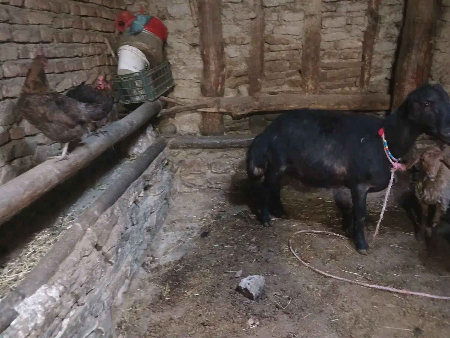 قوچ فری|حیوانات مزرعه|صوفیان, |دیوار