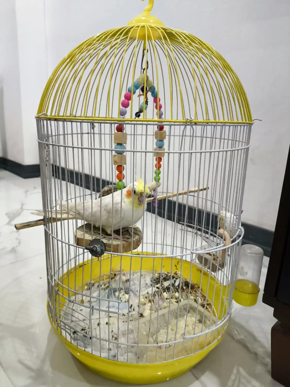 عروس هلندی دستی نر سفید|پرنده|نوشهر, |دیوار