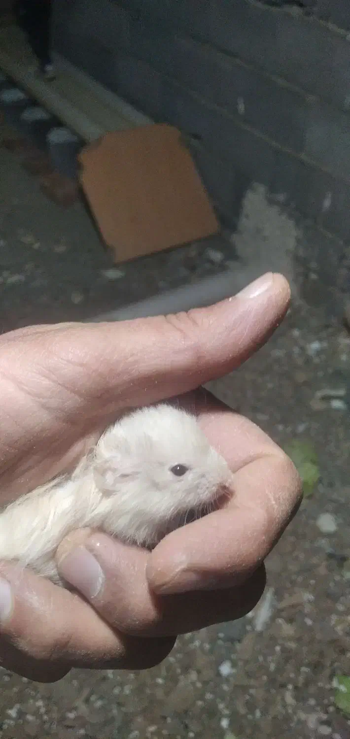 خرگوش.وهمستر|موش و خرگوش|سنندج, |دیوار