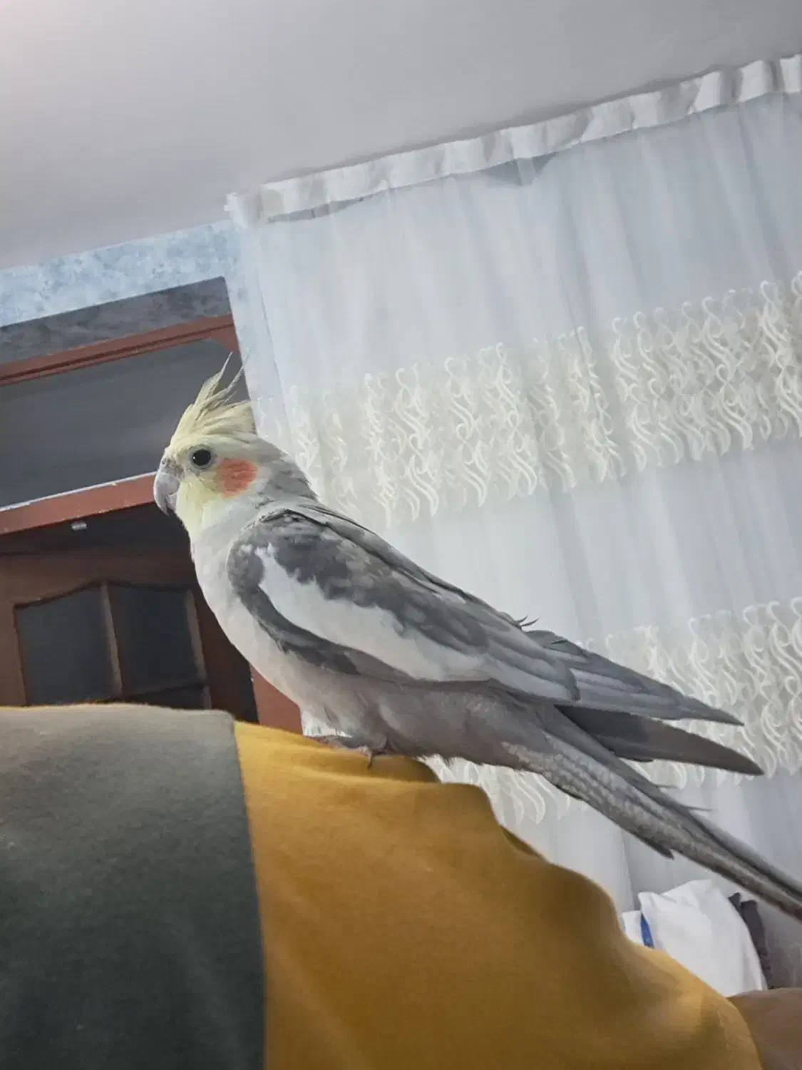 عروس هلندی ۱ ساله کاملا دستی|پرنده|اسفراین, |دیوار