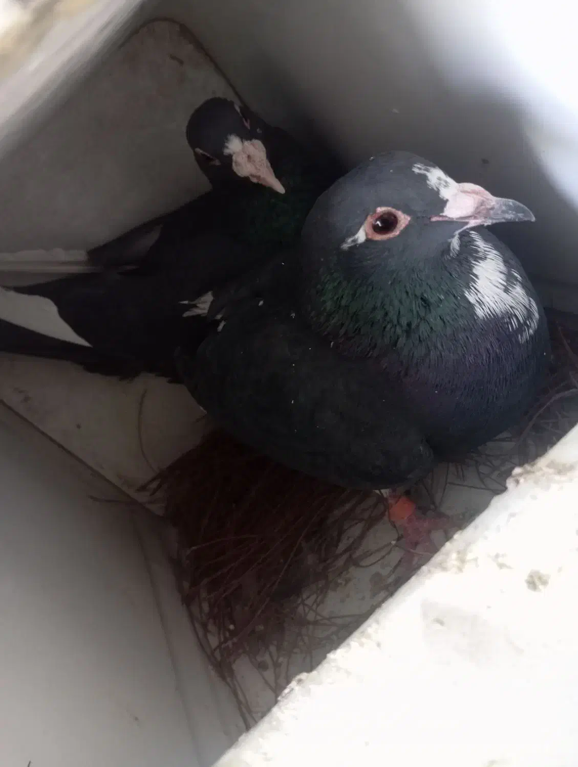 دوجفت پلنگ خوشگل|پرنده|کرمان, |دیوار