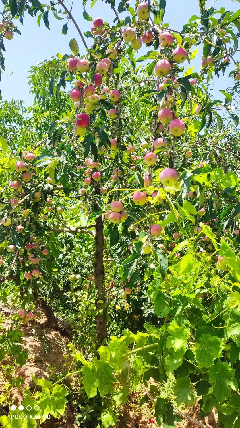 فروش باغ انگور و میوه|فروش دفتر صنعتی، کشاورزی، تجاری|ضیاء آباد, |دیوار