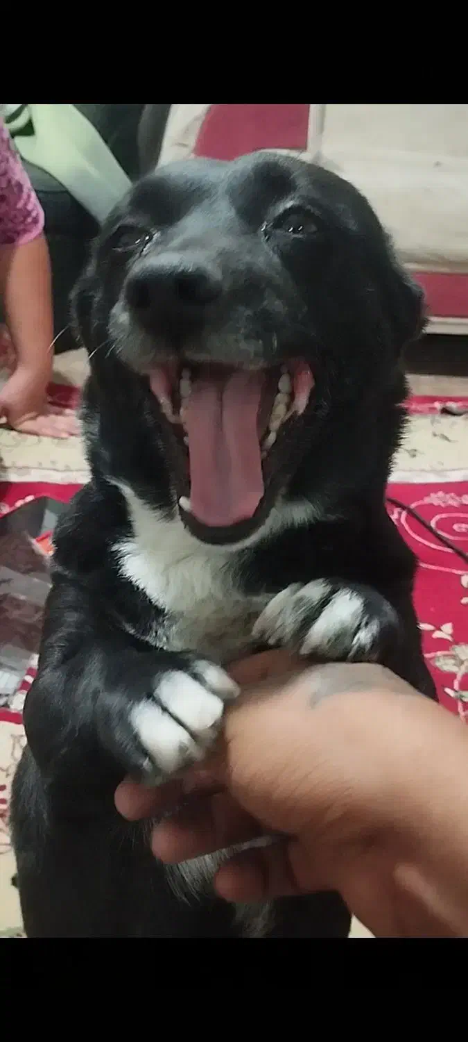 واگذاری سگ پاکوتاه|سگ|رودهن, |دیوار