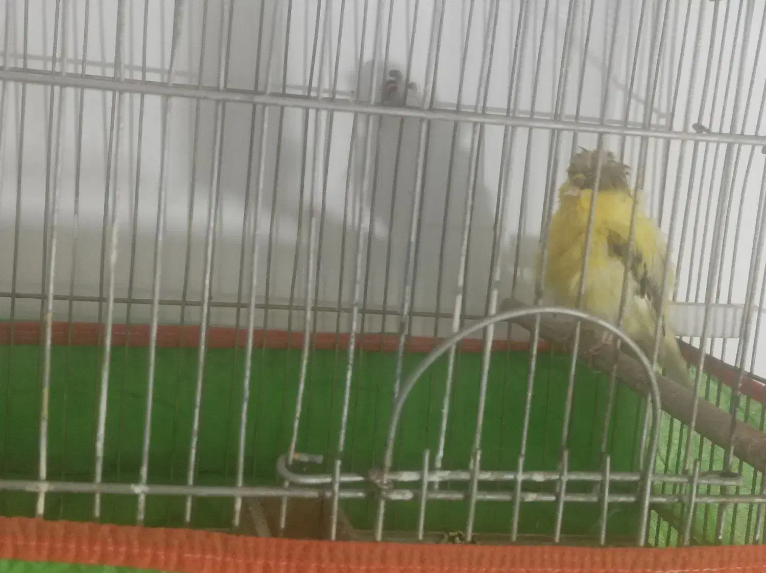 سهره پاییزی|پرنده|سیرجان, |دیوار