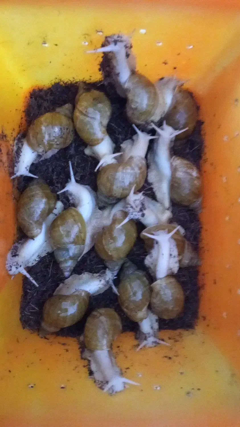 آلبینو حلزون|خزنده|همدان, |دیوار