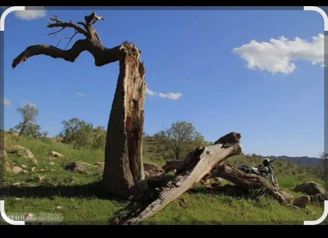 چوب بری و هرس کردن درختان خشک|خدمات باغبانی و درختکاری|مرودشت, بیست متری بیمارستان|دیوار