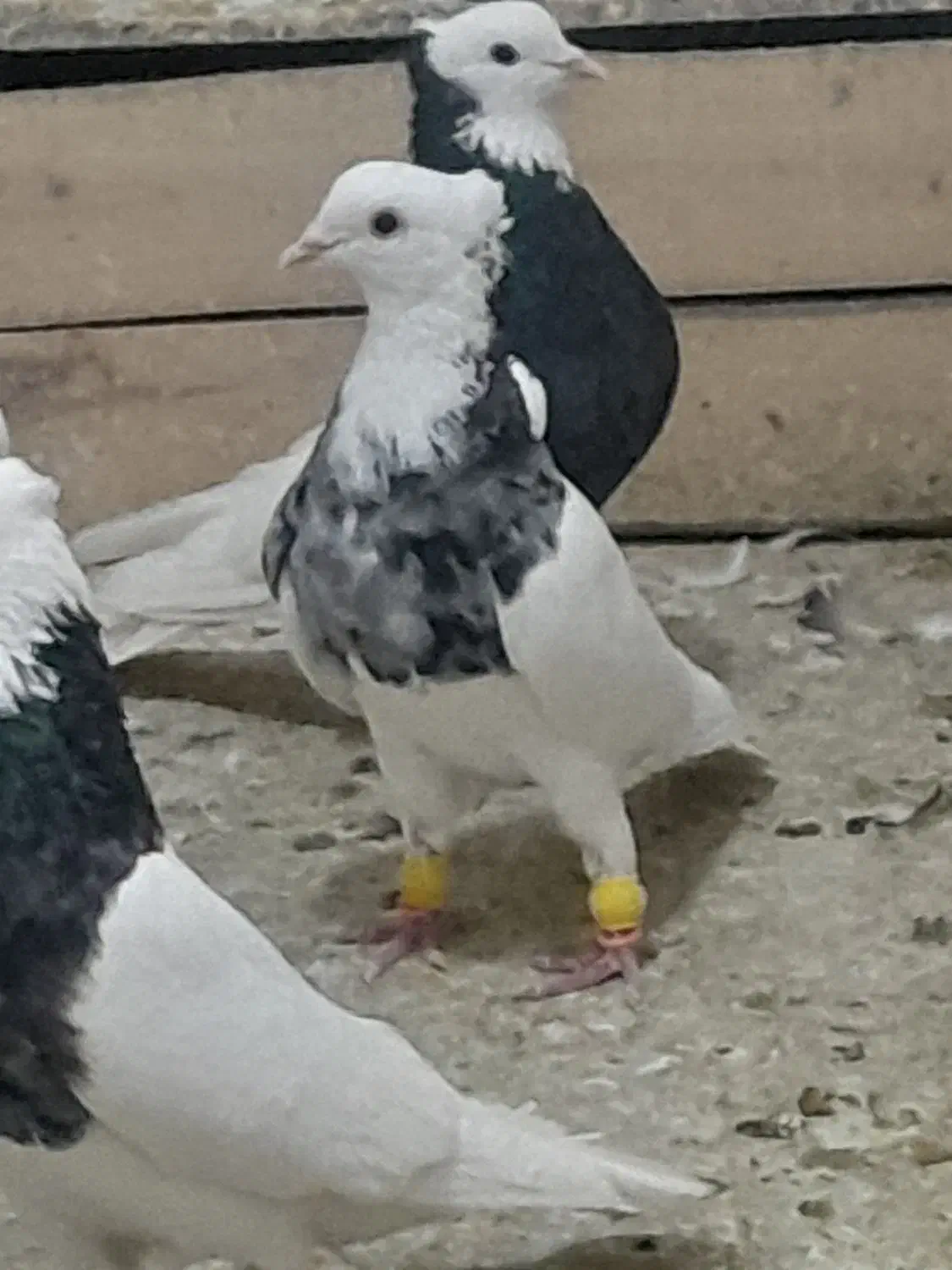 ۲۳ تا طوقی|پرنده|کشکوئیه, |دیوار