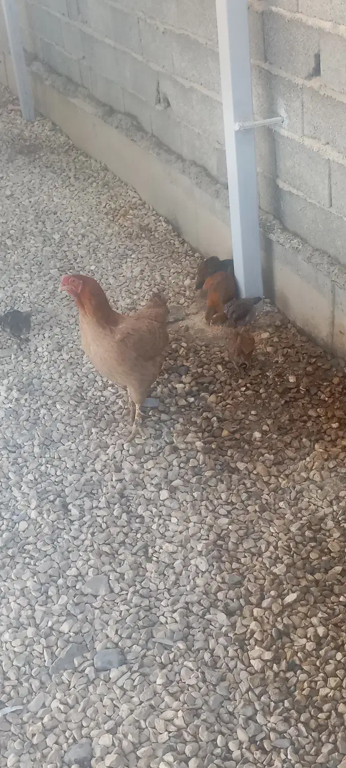 مرغ باهفت تاجوجه|حیوانات مزرعه|سیجوال, |دیوار