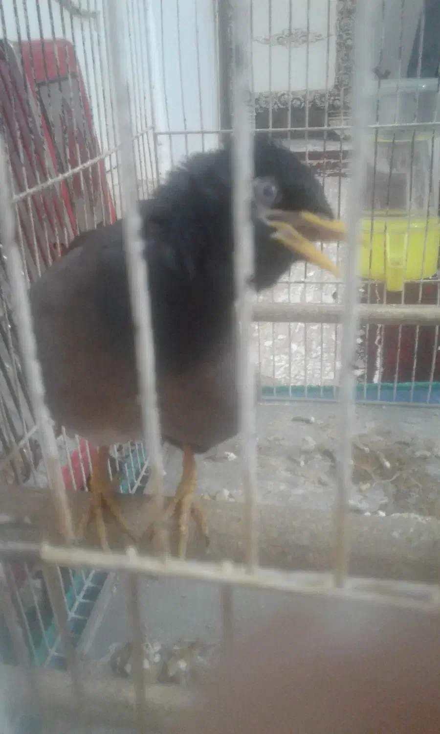 مرغ مینا|حیوانات مزرعه|آبگرم, |دیوار