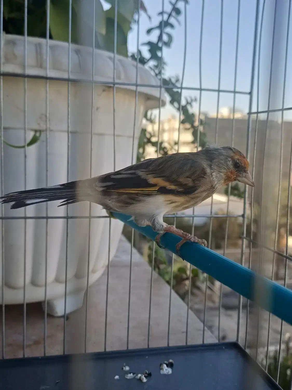 سهره قناری نر دهن سهره با قفس|پرنده|فردیس, شهرک شهید حسینی|دیوار