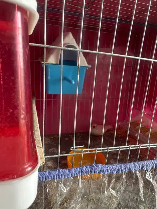 فنچ|پرنده|صدرا-فارس, فاز ۱|دیوار