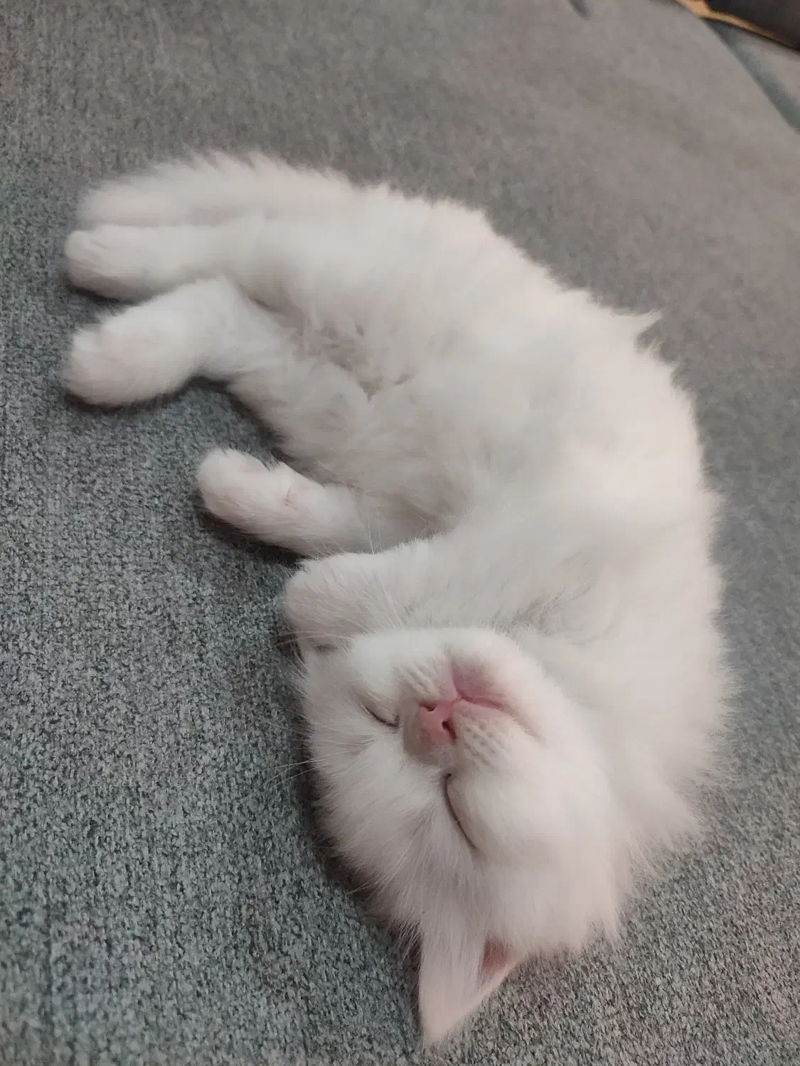 بچه‌گربه|گربه|بندرعباس, |دیوار