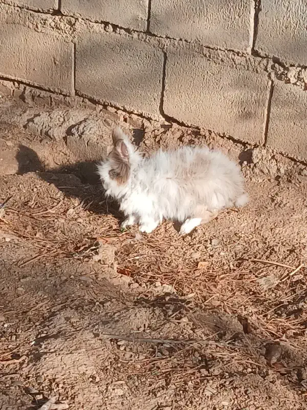 خرگوش|موش و خرگوش|کرمانشاه, |دیوار